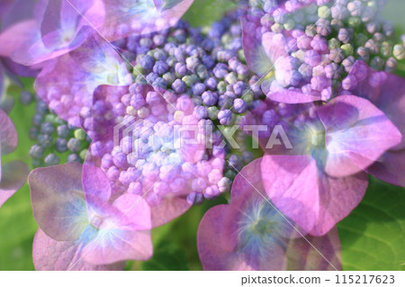 Hydrangea - Layering flowers to create a fantasy background 115217623