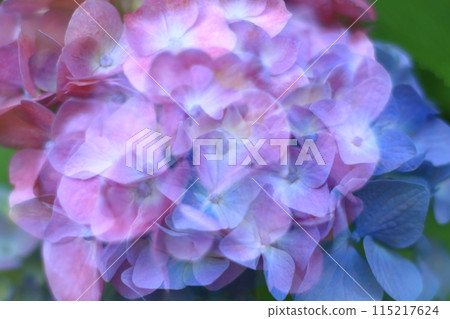 Hydrangea - Layering flowers to create a fantasy background Hydrangea - Layering flowers to create a fantasy background 115217624