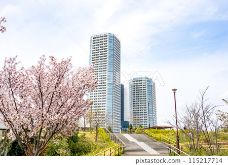 Futako Tamagawa Spring Cherry Blossoms Futako Tamagawa Spring Cherry Blossoms 115217714