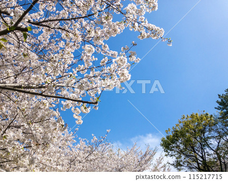 Image of blue sky and cherry blossom Image of blue sky and cherry blossom 115217715