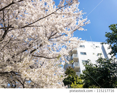 Jaburi Greenway Spring Cherry Blossoms Jaburi Greenway Spring Cherry Blossoms 115217716
