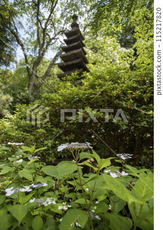 Kamakura 245 Ankokuronji Temple 3 Hydrangea Kamakura 245 Ankokuronji Temple 3 Hydrangea 115217820