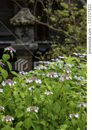Kamakura 245 Ankokuronji Temple 5 Hydrangea Kamakura 245 Ankokuronji Temple 5 Hydrangea 115217822