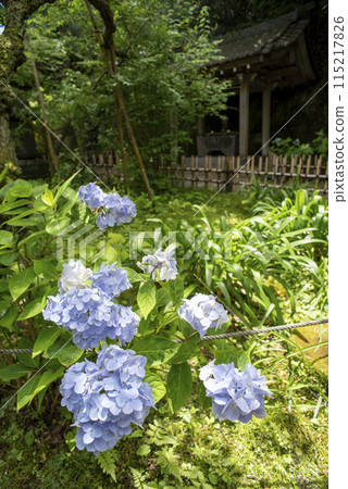 Kamakura 245 Ankokuronji Temple 9 Hydrangea Kamakura 245 Ankokuronji Temple 9 Hydrangea 115217826