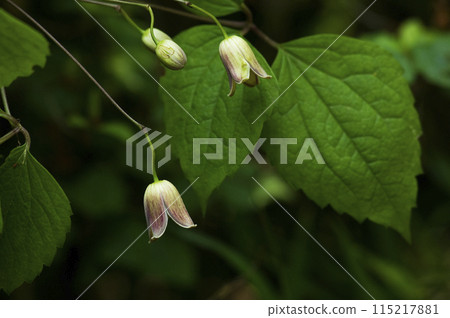 丹頂鶴,花朝下,形似半鈴。 丹頂鶴,花朝下,形似半鈴。 115217881