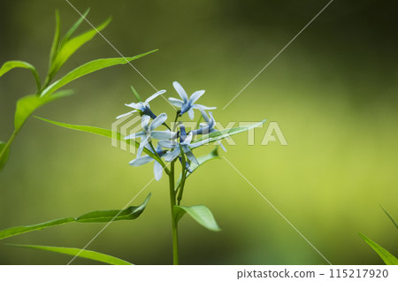 大量綻放淡藍色花朵的丁香。 大量綻放淡藍色花朵的丁香。 115217920