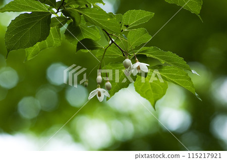 總狀花序中開著下垂白花的蘇合香樹 總狀花序中開著下垂白花的蘇合香樹 115217921