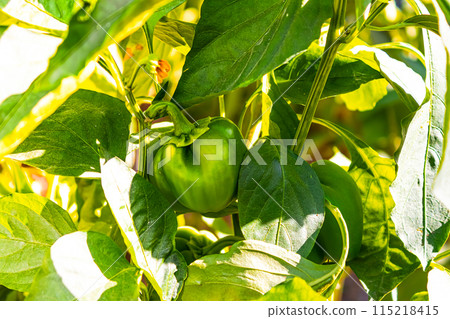 Green bell pepper hanging on tree in the plantation, can be eaten fresh or cooked. High quality photo 115218415