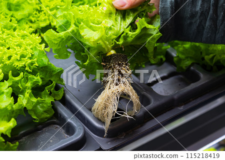 Bed with different types of lettuce, vegetable garden, vertical. High quality photo Bed with different types of lettuce, vegetable garden, vertical. High quality photo 115218419