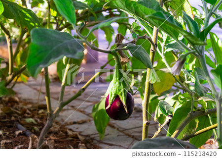 Eggplant in the garden. Fresh organic eggplant aubergine. Purple aubergine growing in the soil. High quality photo Eggplant in the garden. Fresh organic eggplant aubergine. Purple aubergine growing in the soil. High quality photo 115218420