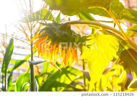 Beautiful field of blooming sunflowers against sunset golden light and blurry mountains landscape background. High quality photo 115218426