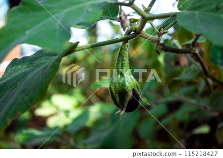 Eggplant in the garden. Fresh organic eggplant aubergine. Purple aubergine growing in the soil. High quality photo Eggplant in the garden. Fresh organic eggplant aubergine. Purple aubergine growing in the soil. High quality photo 115218427