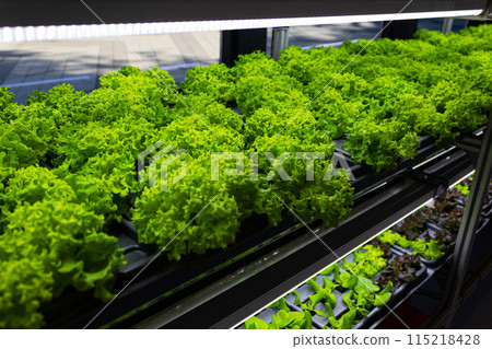 Bed with different types of lettuce, vegetable garden, vertical. High quality photo Bed with different types of lettuce, vegetable garden, vertical. High quality photo 115218428