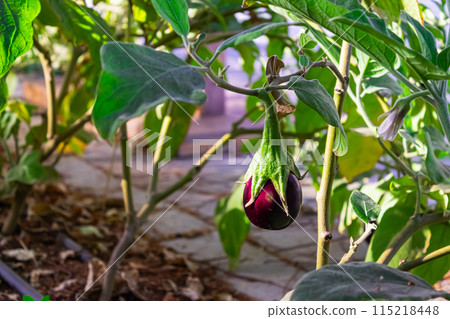 Eggplant in the garden. Fresh organic eggplant aubergine. Purple aubergine growing in the soil. High quality photo Eggplant in the garden. Fresh organic eggplant aubergine. Purple aubergine growing in the soil. High quality photo 115218448