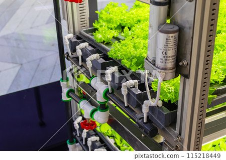 Bed with different types of lettuce, vegetable garden, vertical. High quality photo 115218449