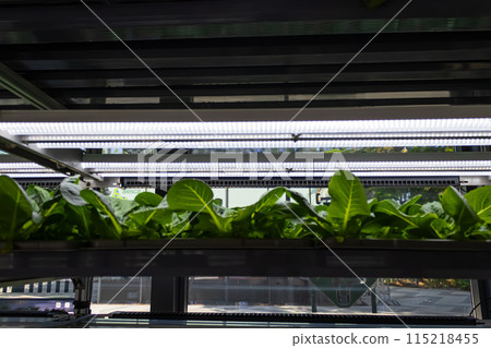 Bed with different types of lettuce, vegetable garden, vertical. High quality photo 115218455