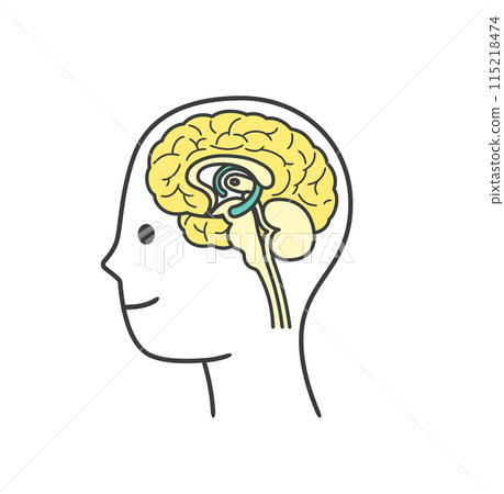 Easy to understand illustration of parts of the human brain Easy to understand illustration of parts of the human brain 115218474