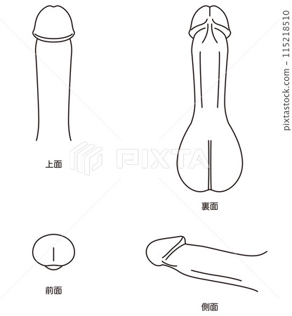 Diagram of the male reproductive system Medical Diagram of the male reproductive system Medical 115218510