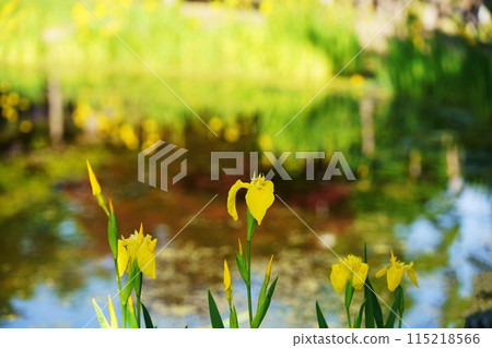 Iris blooming around the pond Iris blooming around the pond 115218566