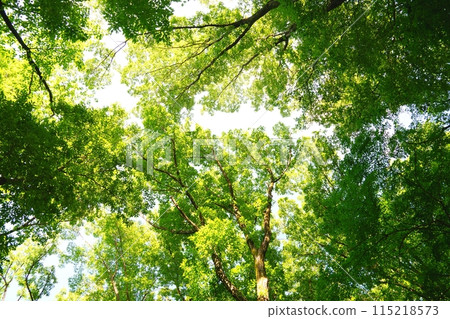 I look up in the forest 115218573