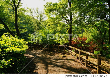 Forest road wrapped in fresh green 115218574