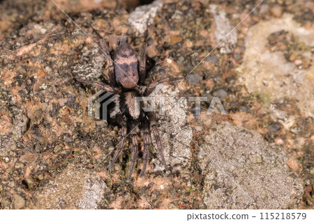 Living creatures: Spiders: Shinonometombogumo, a spider of the family Pycnonotidae, genus Pycnonotidae. I don't know the origin of the name. 115218579