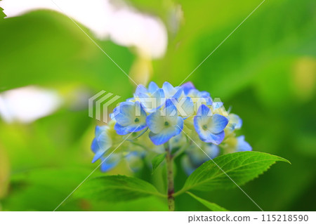 藍色繡球花 115218590