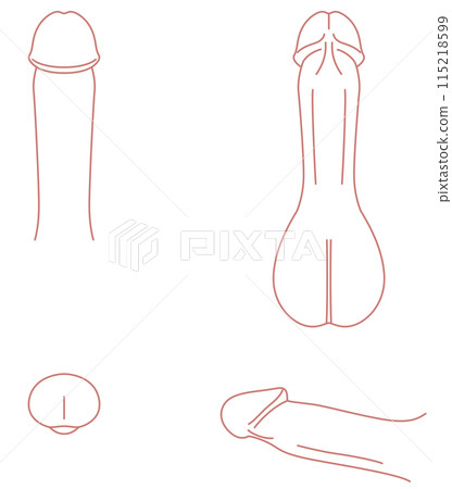 Diagram of the male reproductive system Medical Diagram of the male reproductive system Medical 115218599
