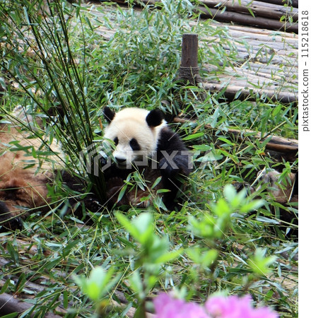Chengdu's pandas eating bamboo Chengdu's pandas eating bamboo 115218618