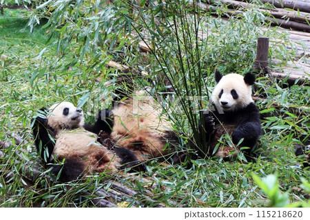 成都的自律熊貓 115218620