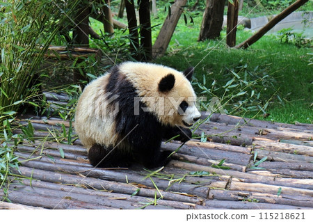 成都，一隻大熊貓高興地吃著竹子 115218621