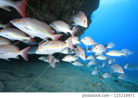 Yellow banded snapper from overseas Yellow banded snapper from overseas 115218971