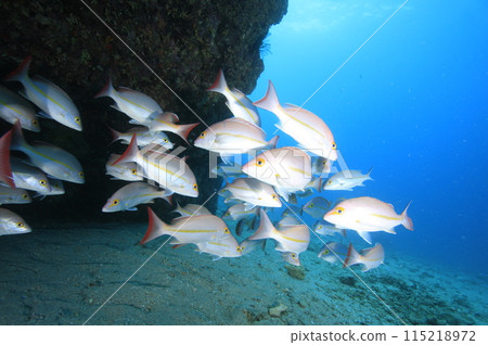 Yellow banded snapper from overseas Yellow banded snapper from overseas 115218972