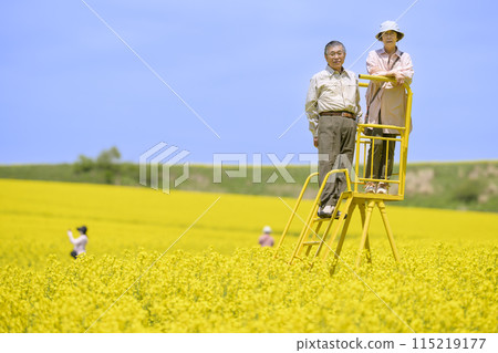 A senior couple sightseeing in a field of rapeseed flowers in full bloom 115219177