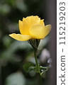 Yellow rose 115219203