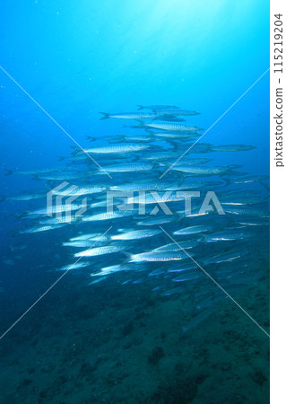 梭魚 (Sphyraenidae) 群 115219204