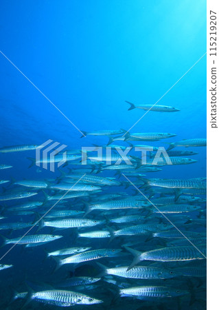 梭魚 (Sphyraenidae) 群 115219207