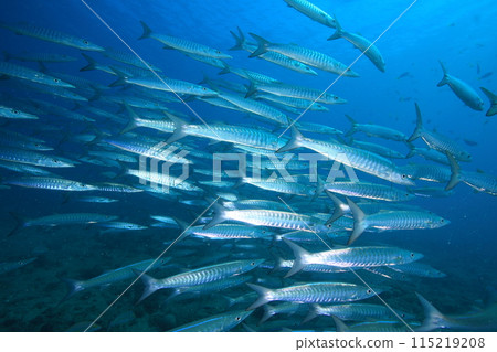 Barracuda (Sphyraenidae) herd 115219208