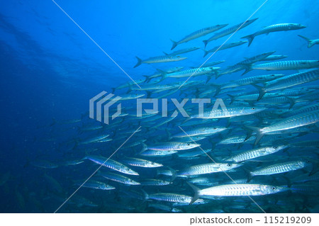 梭魚 (Sphyraenidae) 群 115219209