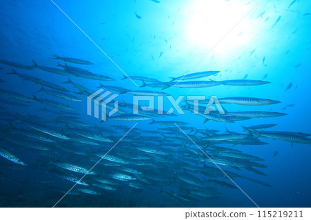 梭魚 (Sphyraenidae) 群 115219211