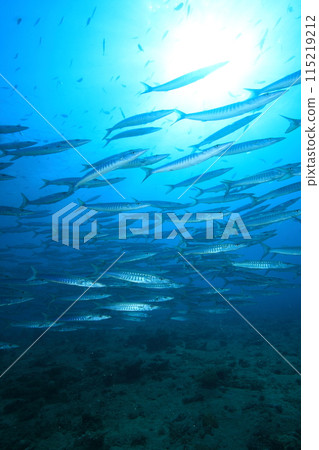 Barracuda (Sphyraenidae) herd 115219212