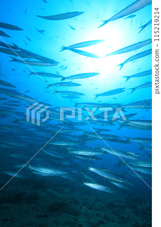 梭魚 (Sphyraenidae) 群 115219214