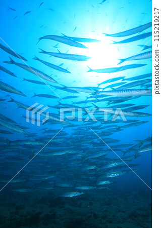 Barracuda (Sphyraenidae) herd 115219217