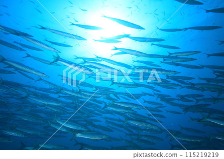 Barracuda (Sphyraenidae) herd 115219219