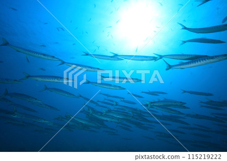 梭魚 (Sphyraenidae) 群 115219222