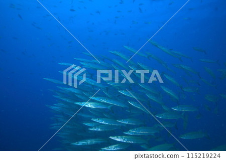 梭魚 (Sphyraenidae) 群 115219224