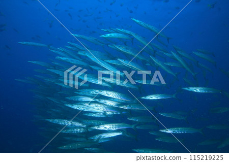 梭魚 (Sphyraenidae) 群 115219225