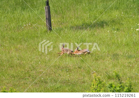 A wild rabbit runs through a meadow near the small town of Stawijsice in the South Moravian region of the Czech Republic in Central Europe. 115219261