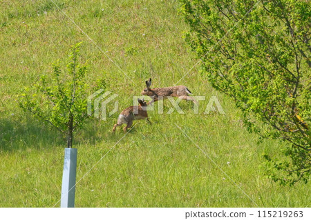 A wild rabbit runs through a meadow near the small town of Stawijsice in the South Moravian region of the Czech Republic in Central Europe. A wild rabbit runs through a meadow near the small town of Stawijsice in the South Moravian region of the Czech Republic in Central Europe. 115219263
