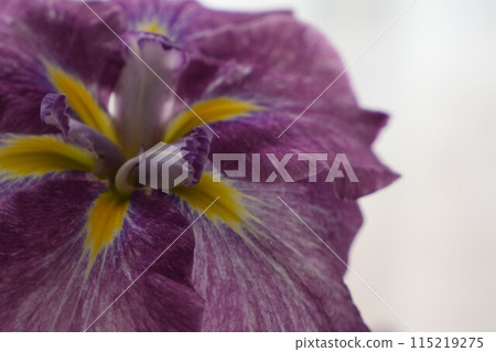 鳶尾花的特寫 鳶尾花的特寫 115219275